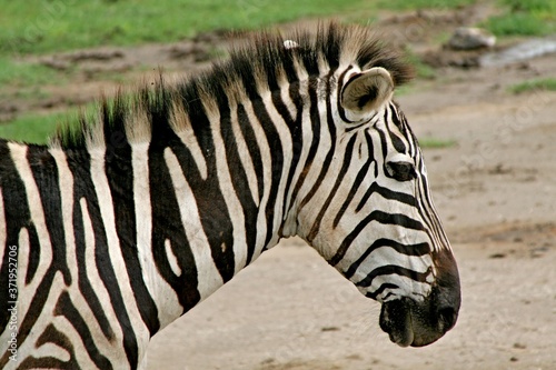 Burchell s Zebra  Equus quagga . Serengeti National Park. Tanzania. Africa.