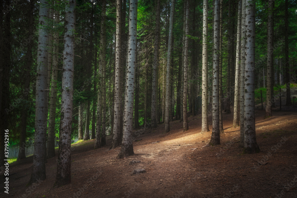 Path inside a silver fir forest in Orecchiella park. Garfagnana, Tuscany, Italy. Path inside a silver fir forest in Orecchiella park. Garfagnana, Tuscany, Italy.