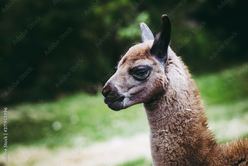 Obraz premium Portrait d'un adorable bébé lama au pelage brun