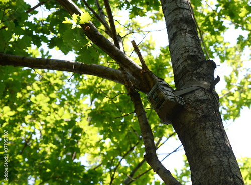 Camera attached to a tree, used by hunters to spy wild animals. Black Trail Cam camera on Poplar Tree capturing 