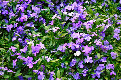 White-purple flowers with green leaves on a sunny day close-up, wallpaper, screensaver on your phone