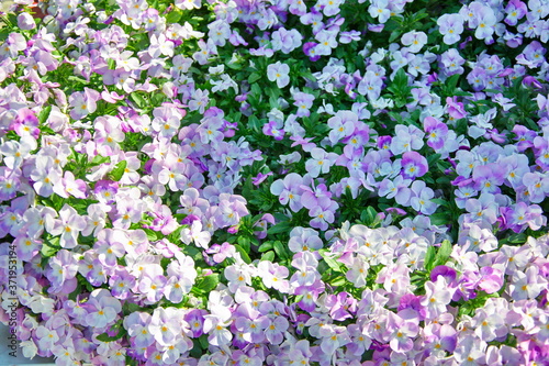 White-purple flowers with green leaves on a sunny day close-up, wallpaper, screensaver on your phone