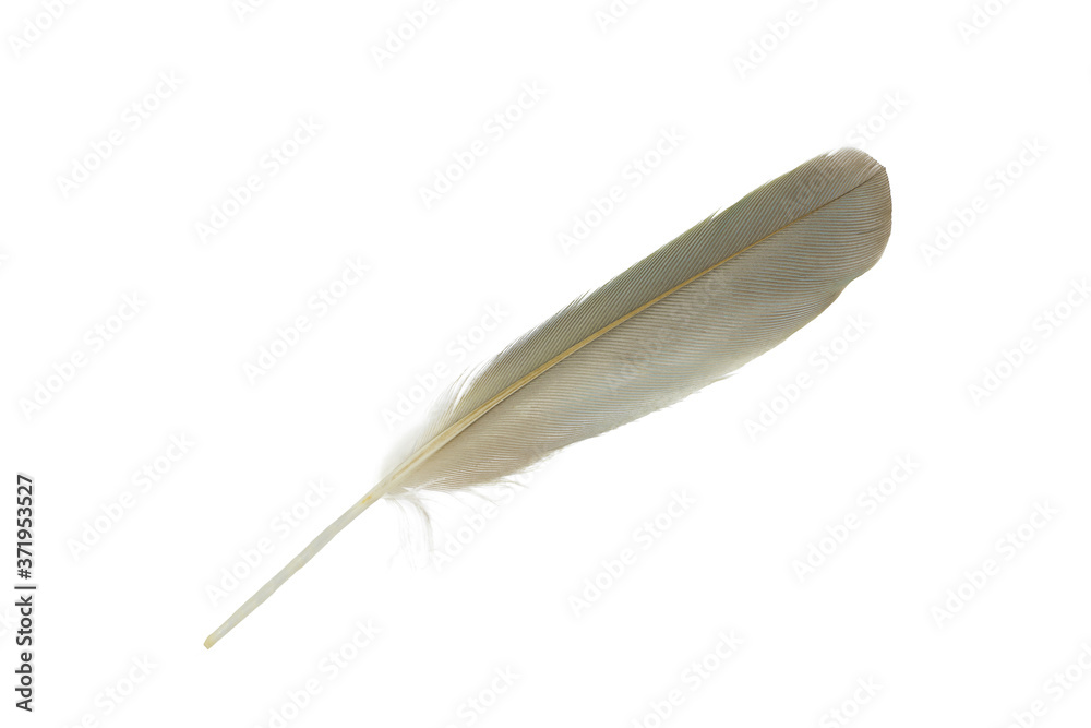 Beautiful  eagle feather isolated on white background