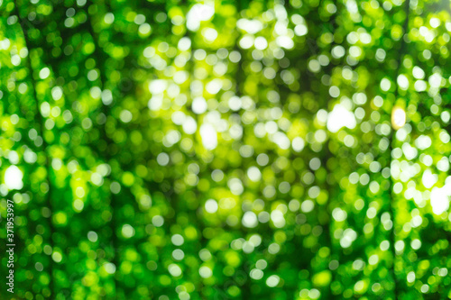 abstract blur background from top green archway