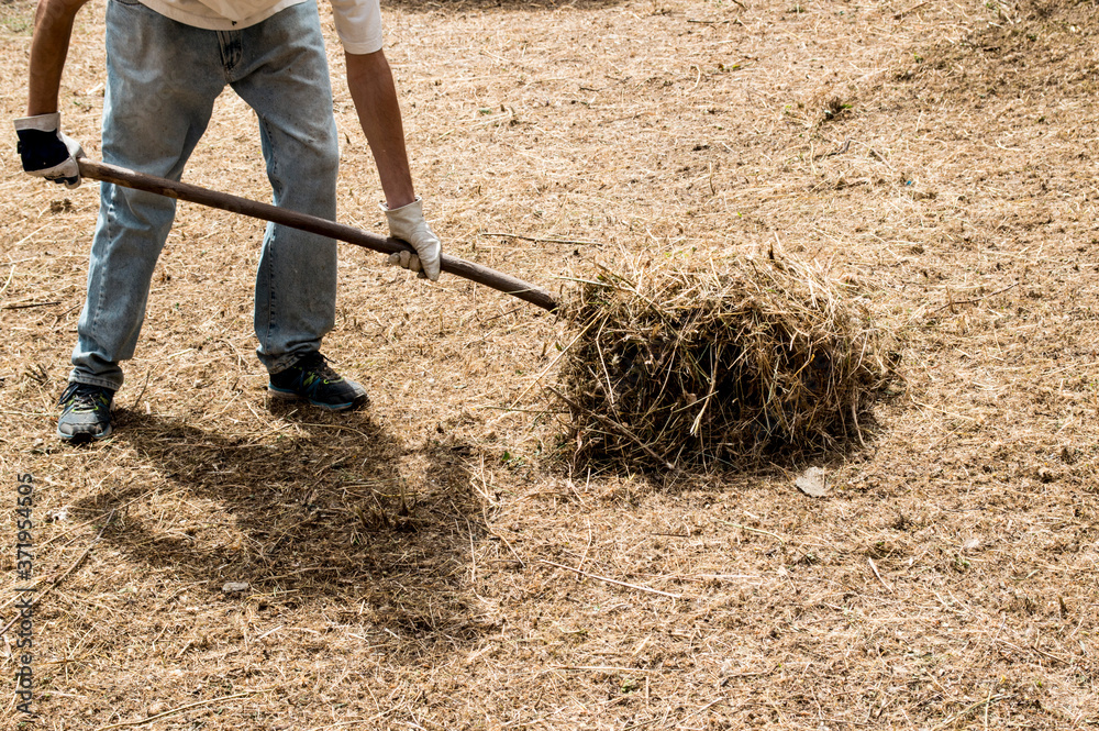 hombre joven trabajando en el campo, en el pueblo. hombre joven trabajando en el campo, en el pueblo.