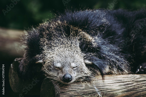 Binturong ou chat-ours - Adorable mammifère aux longs poils noir	 photo