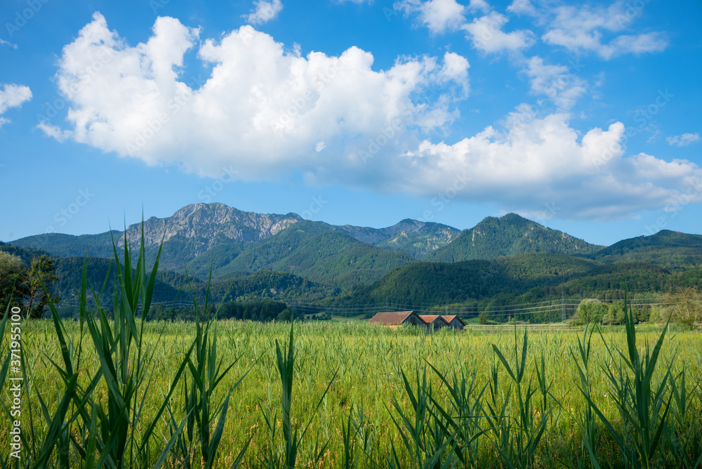 Obraz premium beautiful marshland landscape near Schlehdorf, view to Herzogstand and Heimgarten mountain range