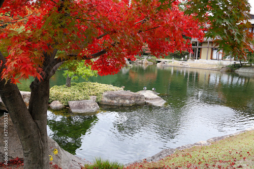 名古屋徳川園の紅葉風景
