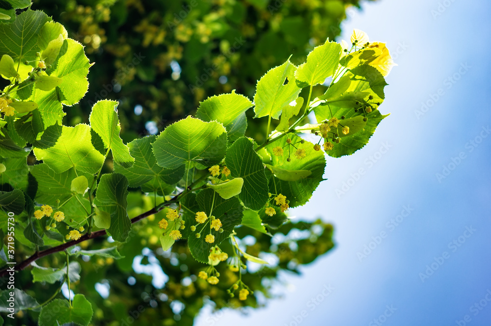 Fototapeta premium The tree a linden blossoms