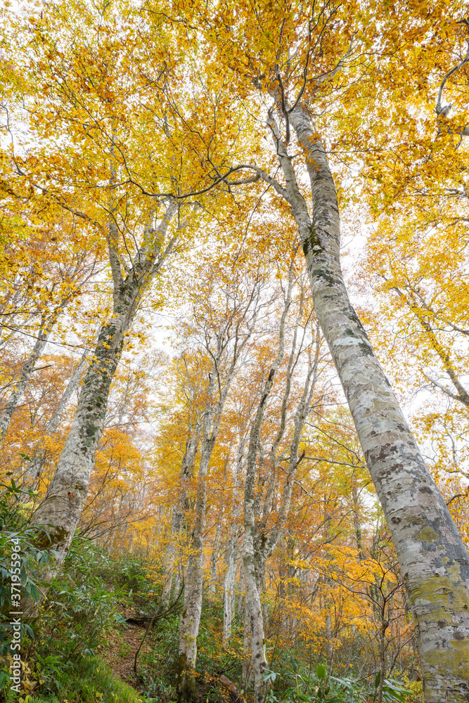 Fototapeta premium 紅葉のブナの森