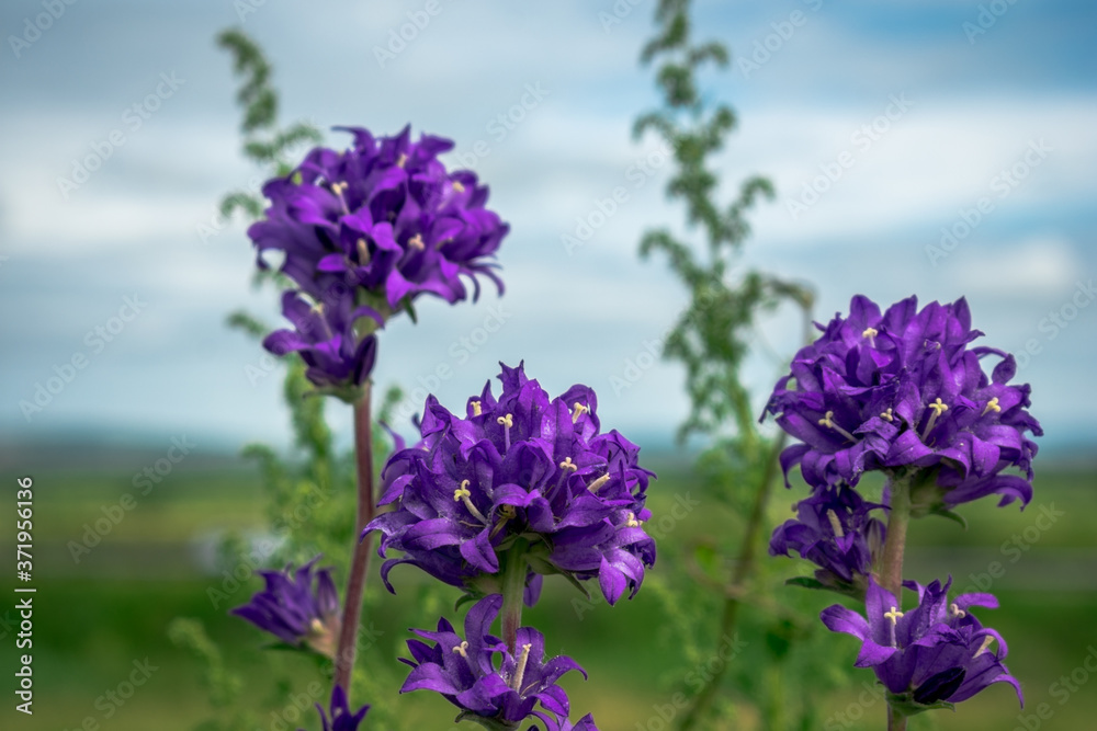Purple flowers against the sky lit by the sun Purple flowers against the sky lit by the sun