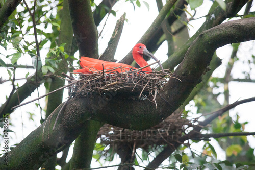 Eudocimus Red Ibis On Jurong Singapore Birdpark. photo