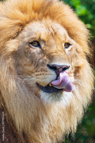 Fototapeta Naklejka Na Ścianę i Meble -  lion  - Panthera leo