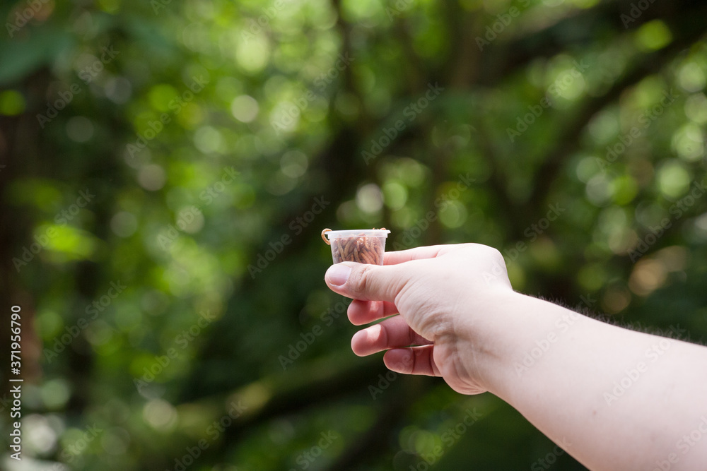 Hand Holds A Cup Of Worms On Jurong Singapore Birdpark. Hand Holds A Cup Of Worms On Jurong Singapore Birdpark.
