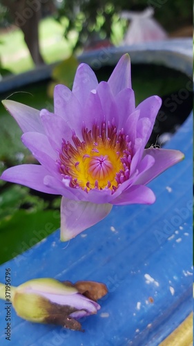 purple water lily