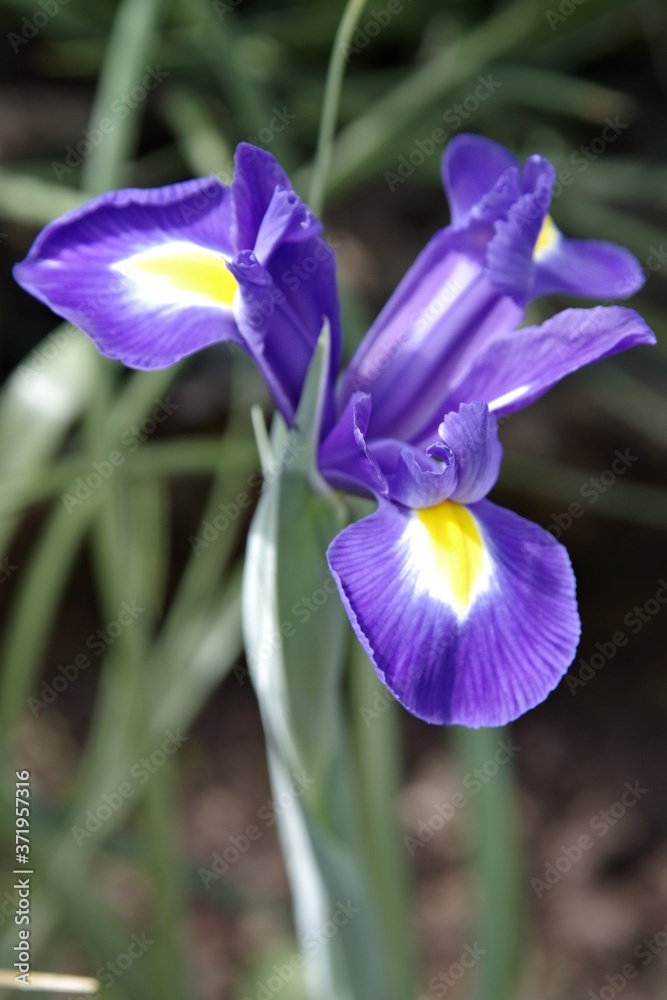 Blaue Irisblüte Blaue Irisblüte