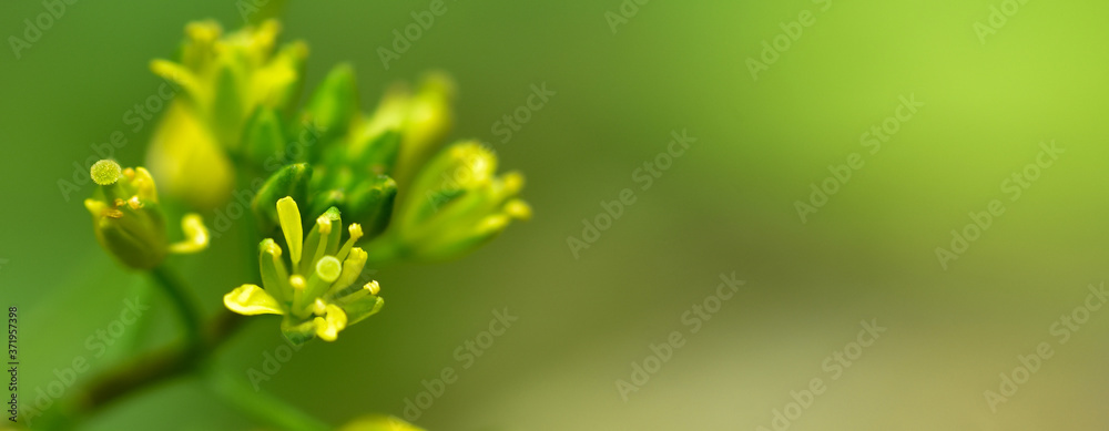 Abstract green leaf background, soft focus, sunny day, fresh spring field, natural textured wallpaper Abstract green leaf background, soft focus, sunny day, fresh spring field, natural textured wallpaper