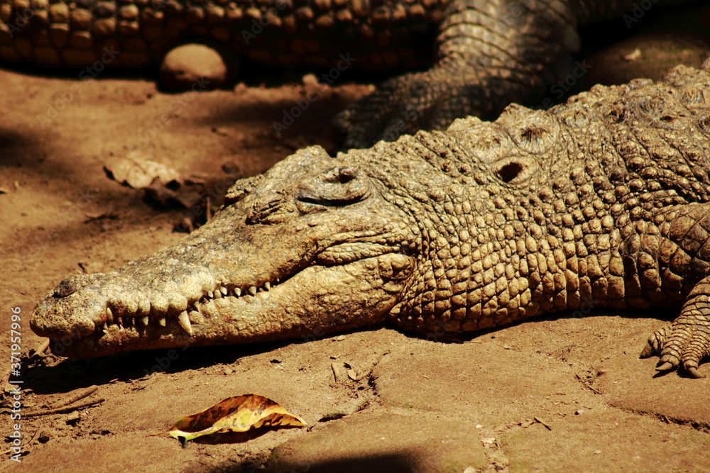 Fototapeta premium close up of crocodile head