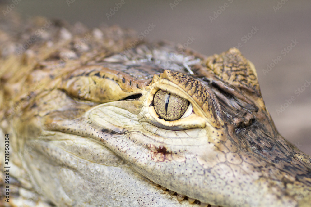 Fototapeta premium 30 May 2013, Bali, Indonesia: Alligator Close Up.