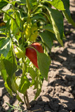 red ripe bell pepper on bushes in a garden, summer harvesting