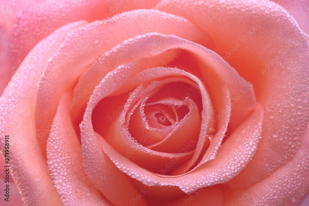 Pink delicate beautiful rose close-up. Dew drops on the petals. Picture for postcards, wedding invitations, full frame. Pink delicate beautiful rose close-up. Dew drops on the petals. Picture for postcards, wedding invitations, full frame.