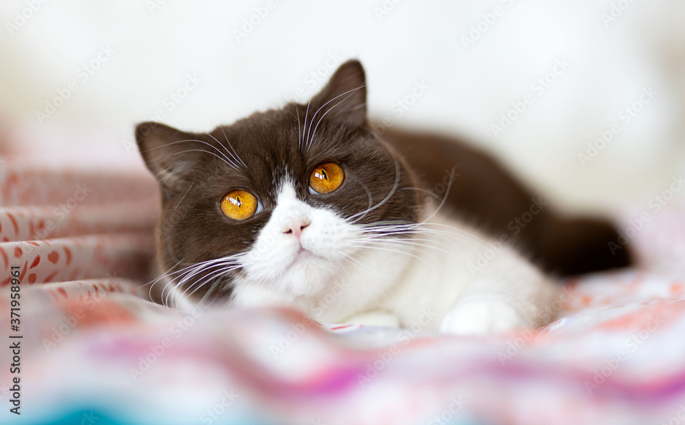 Britisch Kurzhaar Katze Kitten vom Züchter - sehr edel und typvoll in  chocolate-white Stock Photo | Adobe Stock