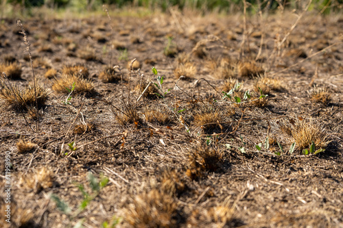 field with burnt grass and ashes after wildfire, damage ecology, forest fires