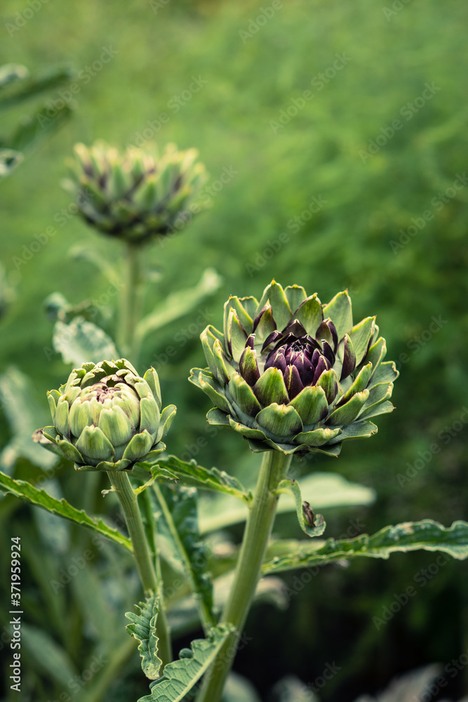 Beautiful Purple Globe Artichokes Growing in a Garden Beautiful Purple Globe Artichokes Growing in a Garden