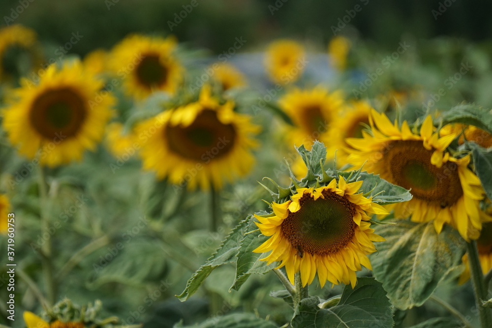 field of sunflowers in summer