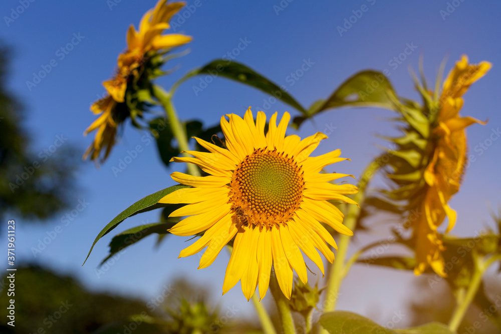 Beautiful yellow sunflowers flower on a field with blue sky and clear sky background. Place for text. Copy space
