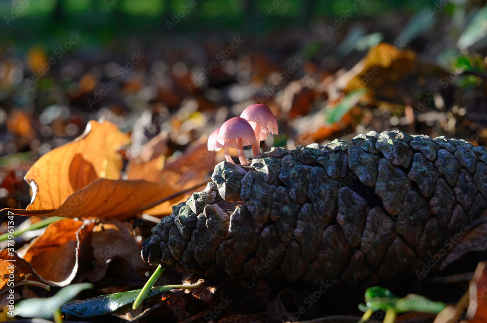 Champignon sur pomme de pin
