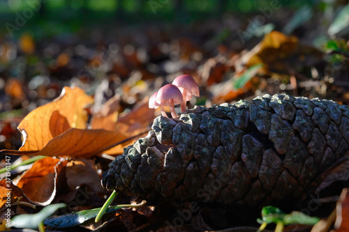 Obraz na płótnie Champignon sur pomme de pin w salonie
