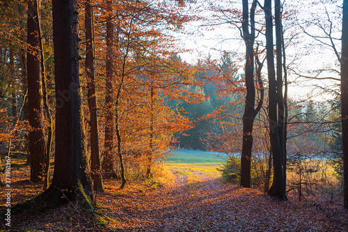 walkway in the autumnal forest at sunset