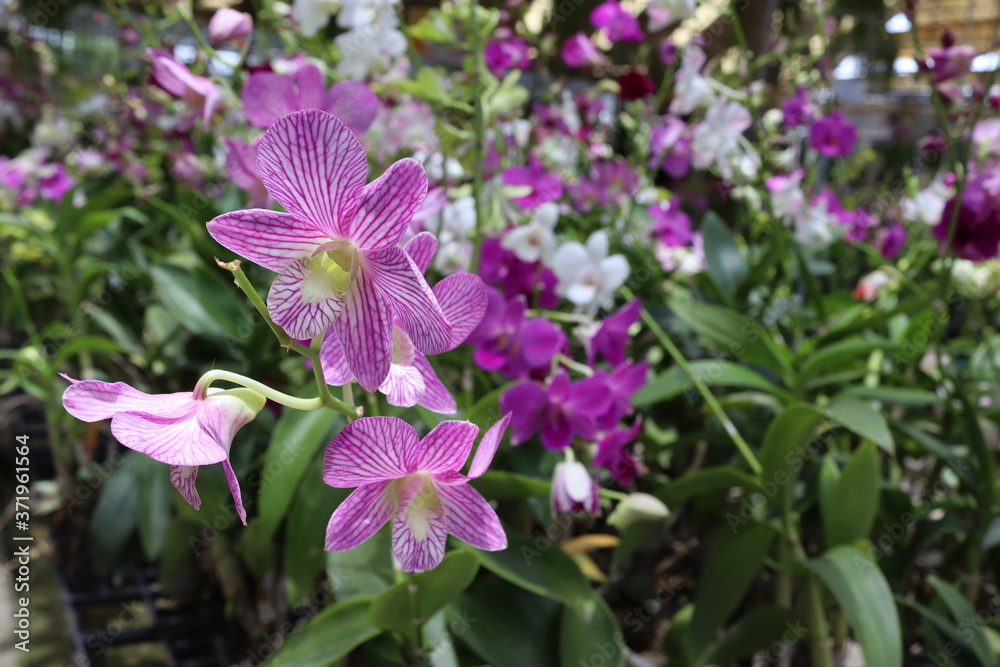Orchid flowers purple blooming hanging in pots blurred background closeup with copy space at plant flower nursery and cultivation farm.
Orchid flowers purple blooming hanging in pots blurred background closeup with copy space at plant flower nursery and cultivation farm.