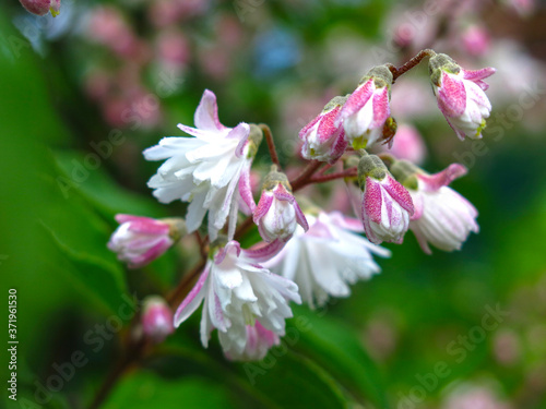 beautiful shrub Deutzia blooms in the spring garden pink small flowers