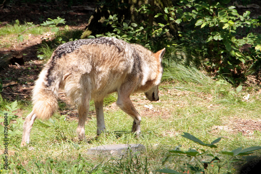 Der Wolf (Canus lupus) ist ein Raubtier, Sachsen, Deutschland, Europa Der Wolf (Canus lupus) ist ein Raubtier, Sachsen, Deutschland, Europa