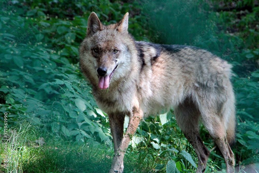 Fototapeta premium Der Wolf (Canus lupus) ist ein Raubtier, Sachsen, Deutschland, Europa