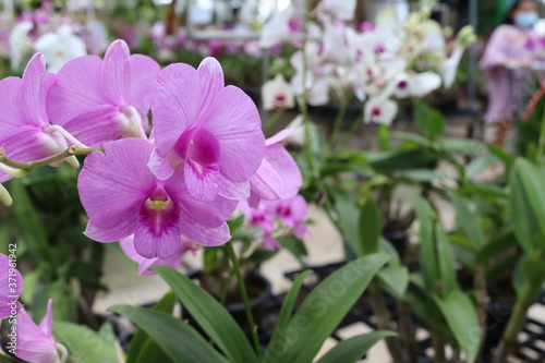 Orchid flowers purple blooming hanging in pots blurred background closeup with copy space at plant flower nursery and cultivation farm.  