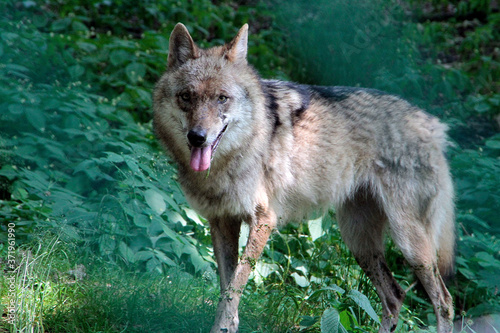 Der Wolf  Canus lupus  ist ein Raubtier  Sachsen  Deutschland  Europa