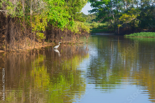 White-Necked Heron (Ardea cocoi) on the Cuiaba river, Pantanal, Mato Grosso State, Brazil