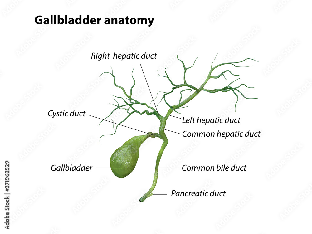 gallbladder anatomy isolated on white background, pain, 3D rendering ...