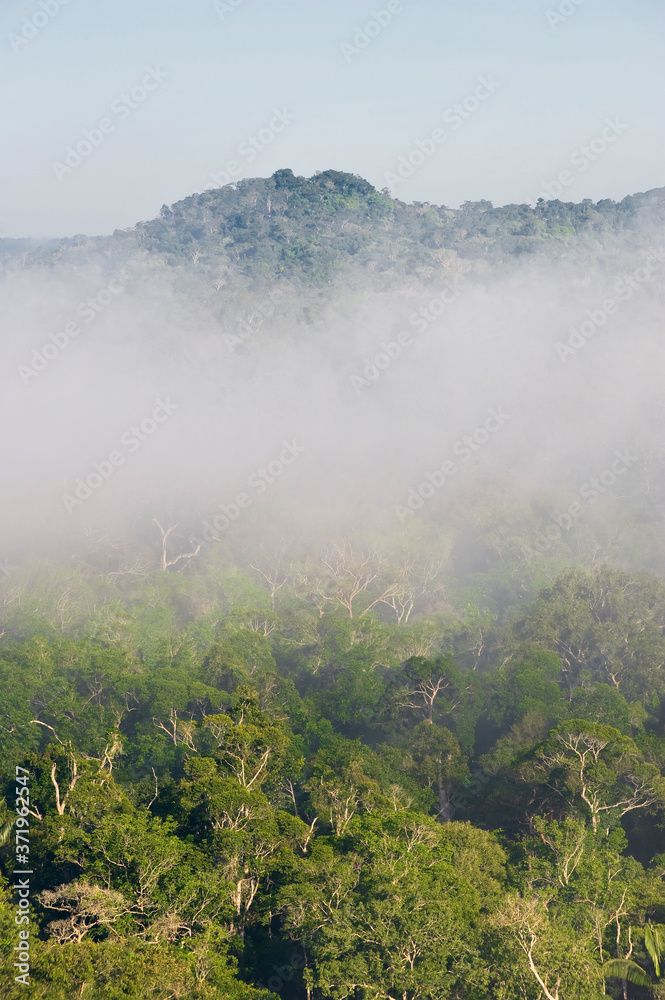 Fog over the Amazon forest, Cristalino State Park, Alta Floresta, Mato Grosso, Brazil.