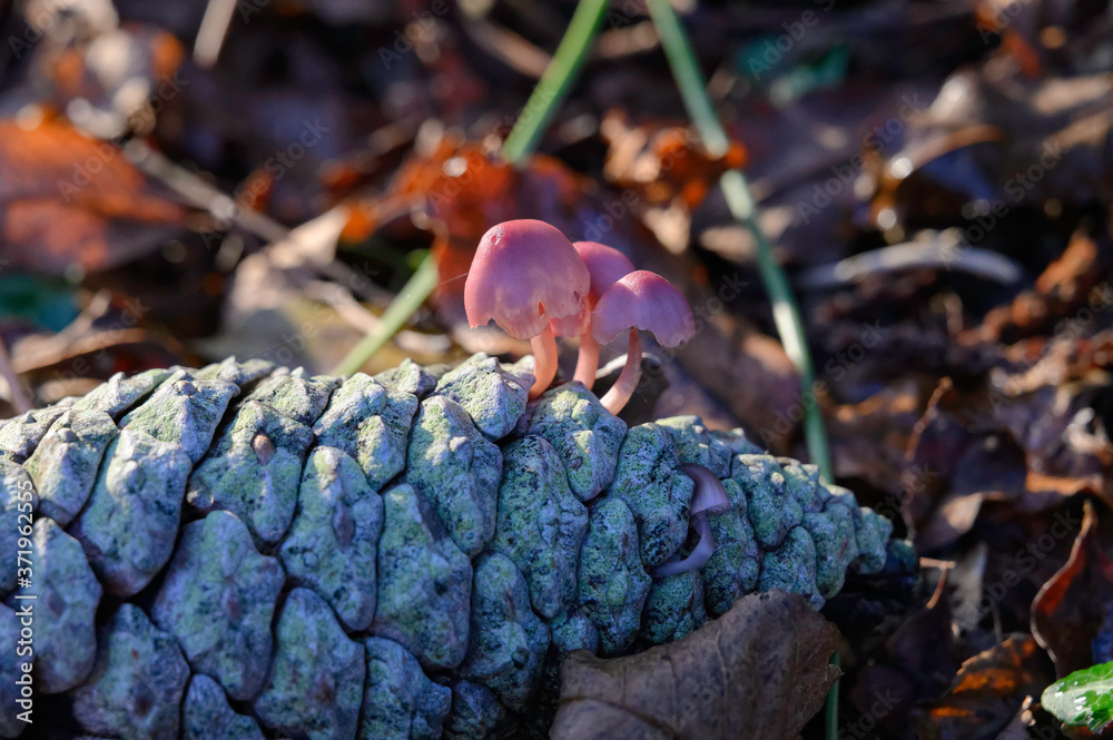 Champignons poussant sur une pomme de pin.