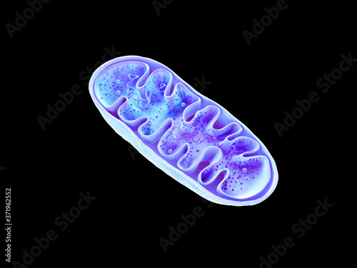 Mitochondria, cellular organelles, produce energy, Cell energy and Cellular respiration, DNA, 3D rendering