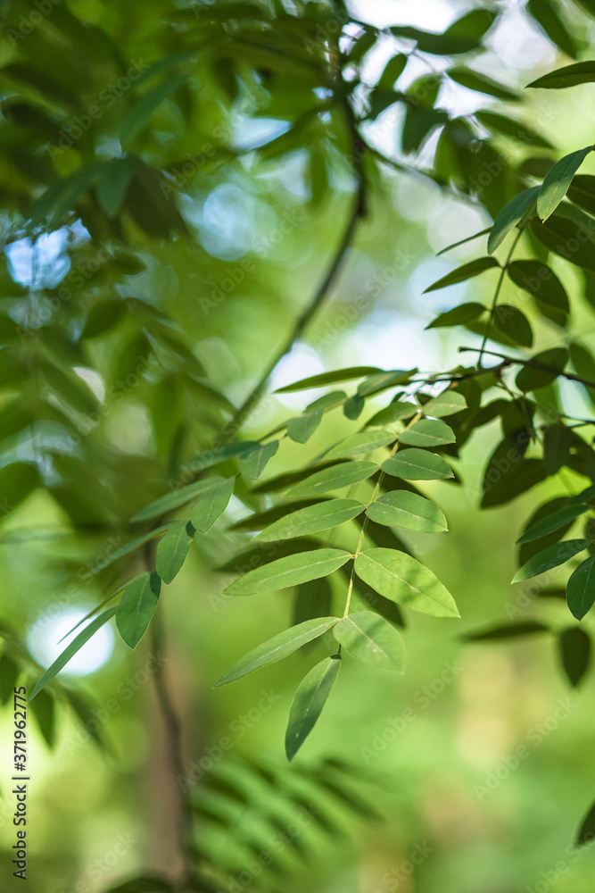 Green leaves with sunlight and shadow, summer spring ash foliage bokeh background Green leaves with sunlight and shadow, summer spring ash foliage bokeh background