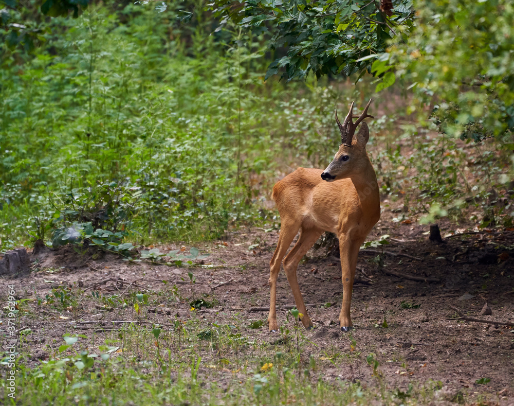 Roebuck in the forest Roebuck in the forest