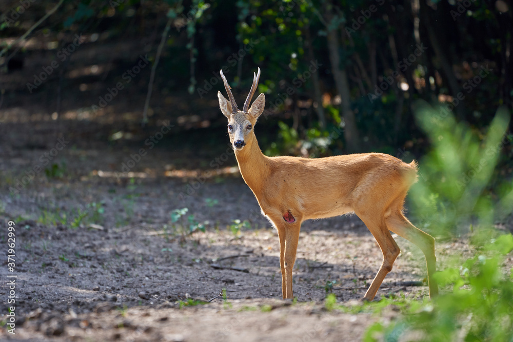 Roebuck in the forest Roebuck in the forest