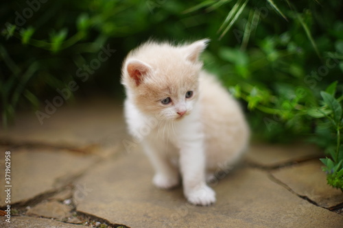 beige white Maine Coon kitten portrait near green grass in summer garden.