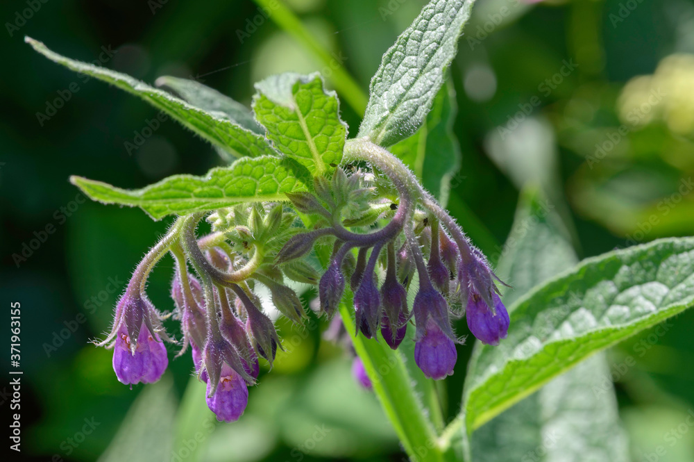 Fleur de consoude
