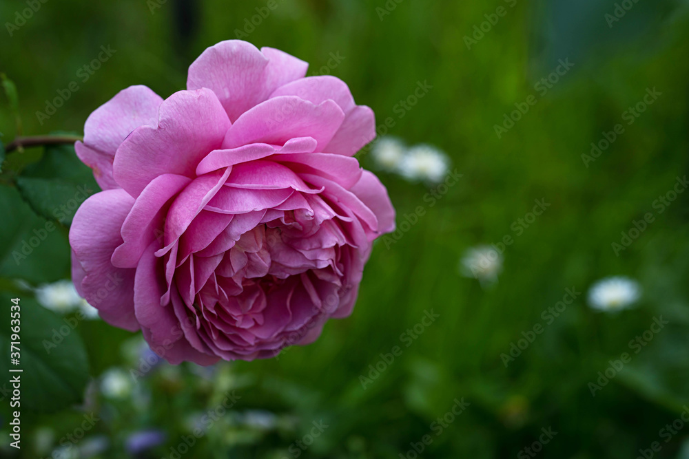 a bright pink rose against a green lawn close up